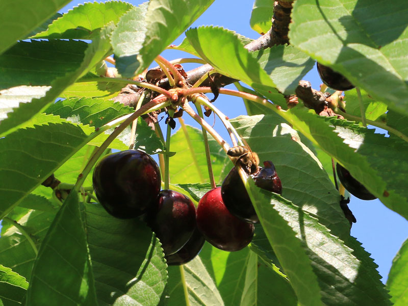 cerises m 2481