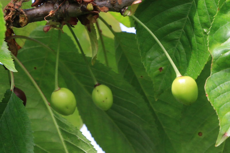 cerises v 2123 800