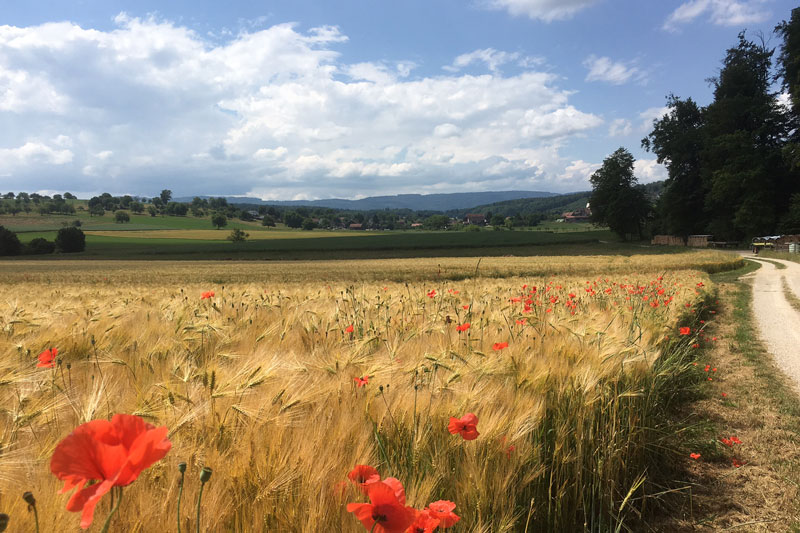 Plateau de Coeuve (CH)